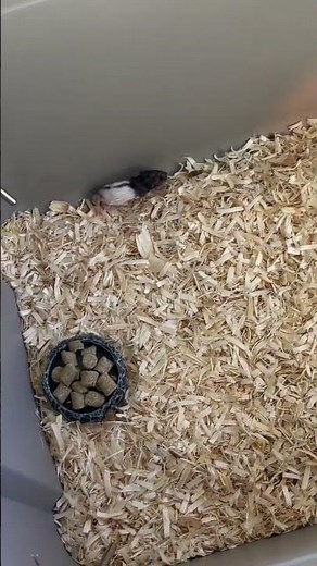 Small Rat Breeding Setup under $50