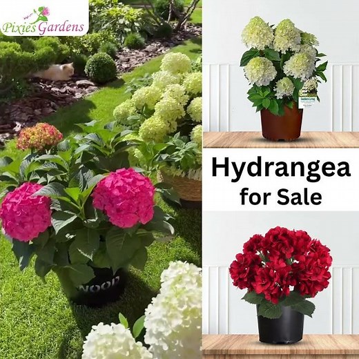 How to Grow Hydrangeas | Best Flowering Shrub for Colorful Gardens