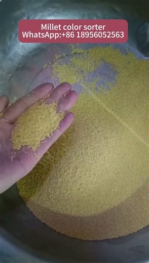 Millet Sorting Machine#millet #grain #rice #colorsorter #sortingmachine #agritech WA:8618326129021