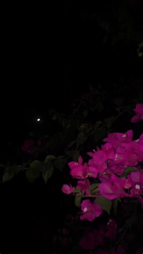 20K views · 579 reactions | Friendship between flowers and moon  | ফুল | Facebook