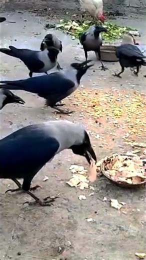 Crows together#shorts#birds