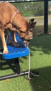 6.4K views · 420 reactions | UPDATE: adopted! PLEASE DON’T SKIP....