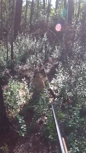 Close-Range Roe Deer | Fast Shot Hunting Action"RoeDeer #DeerHunting #BigGameHunting #TrophyHunting