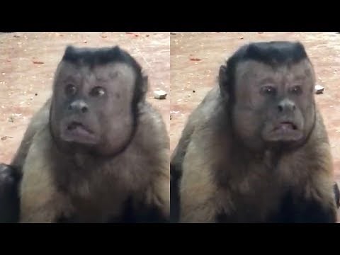 Video of monkey with ‘human face’ in Chinese zoo gets over 8m views