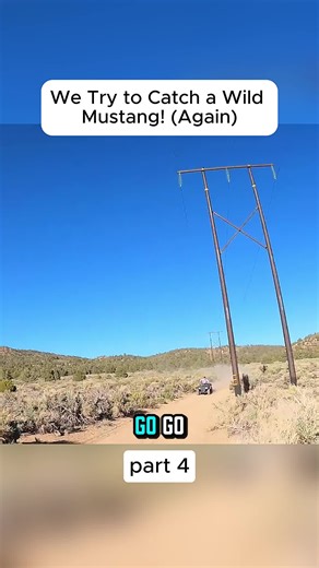 Catching a Wild Mustang: Our Exciting Adventure