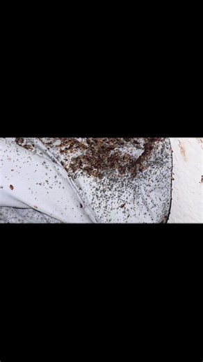 Effective Bed Bug Control Strategies