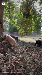 6.7K views · 83 reactions | These Cocker Spaniel cuties are ready and...