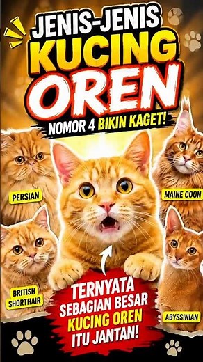 The Most Popular Types of Orange Cats, Number 4 Will Surprise You!