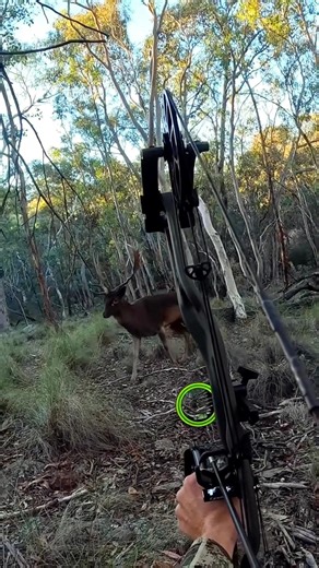 Face to Face with a Giant Male Deer 🦌 | Heart-Pounding Bow Shot! #deerhunting #bowhunting #wildlife