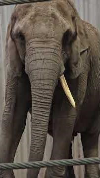 Elefantenkuh Safari 🐘#zooparkerfurt #elefant #elefantenalltag