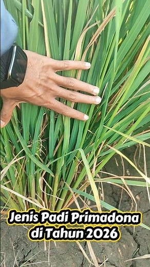 Top Rice Varieties for the 2026 Dry and Wet Seasons
