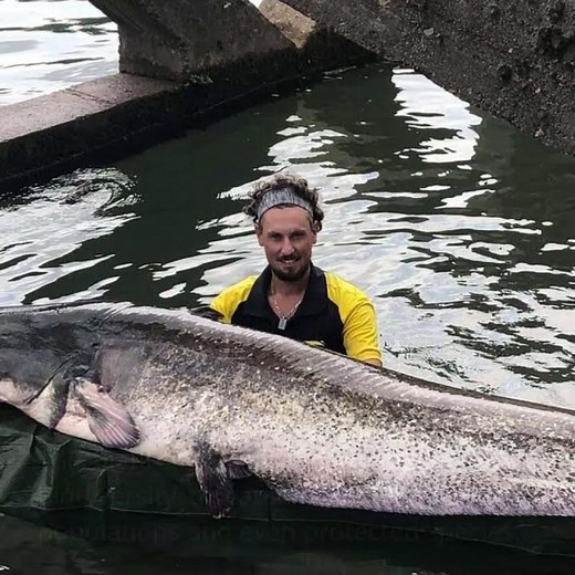 Giant Silure: The 2.51m Fish Captured in the Garonne Raises Alarm