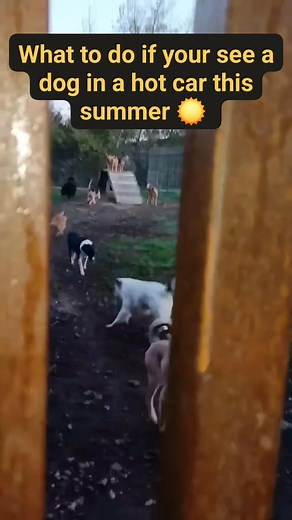 Do not leave dogs in cars this summer, 'not long' is too long! Keep your dogs indoors, they'd rather miss a walk or an outing than risk their lives #heatstrokeindogs | Annie's Trust