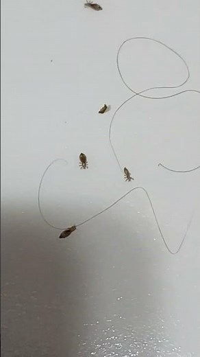 Lice popping up
