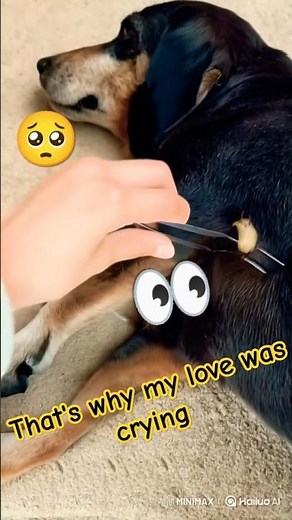 Removing Ticks from Dogs – This Will Shock You!😱 Unbelievable but True!