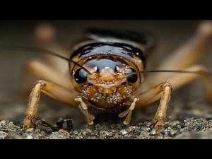 Cricket (insect)