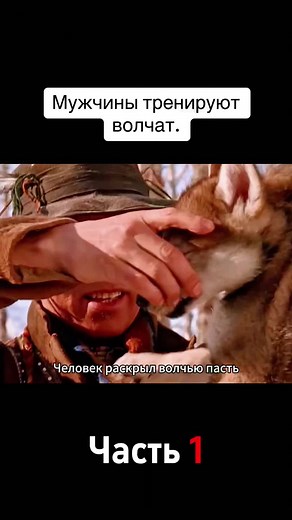 Wolf Encounters in Wilderness: Human Interaction Stories