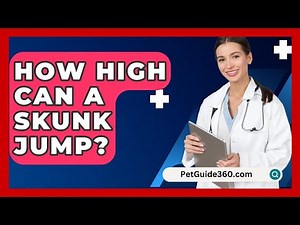 How High Can A Skunk Jump? - PetGuide360.com