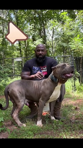 I cant make this stuff up! Gotta love um tho!! #burping #burpingdog #doglovers #animallovers #petlovers #bullylovers #bullybreed #bullbreed #buffnbluebullies #fyp #foryou #explore #explorepage #americanbully #dogsoftiktok #xxlbully #puppiesoftiktok #bulliesoftiktok #dogsoftiktok