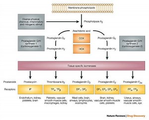 Prostaglandin - Alchetron, The Free Social Encyclopedia