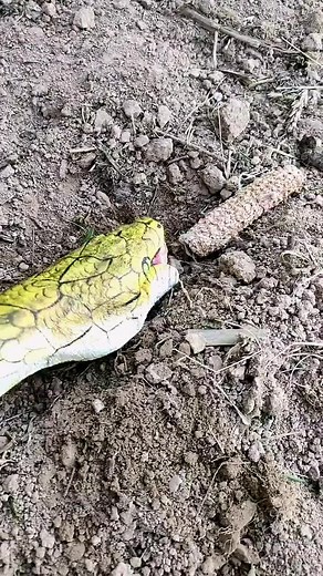 Exploring Snake Behavior with Body Paint Techniques