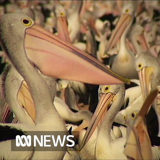 Water birds in the Murray-Darling Basin have fallen 70 per cent in the past three decades, and scientists believe damming is behind their decline. http://ab.co/2rV1SAy | ABC News