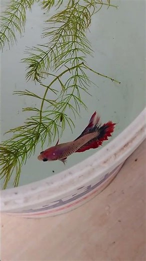 "veil tail" "Double" #fish #bettafish