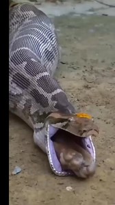 Big python snake eat a goat #reelsvideoシ #crezy #snake #hilightseveryonefollowers #videoviralシviralシ2025 | Miguelito Aling