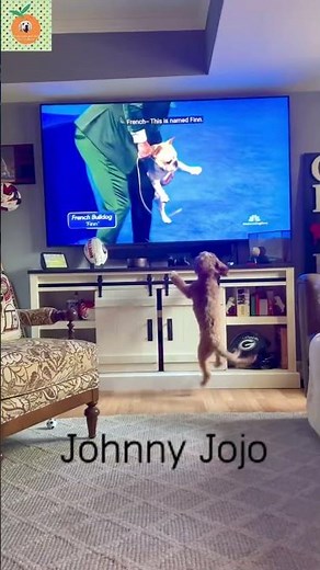 Watch This Dog Jump Over Everything!