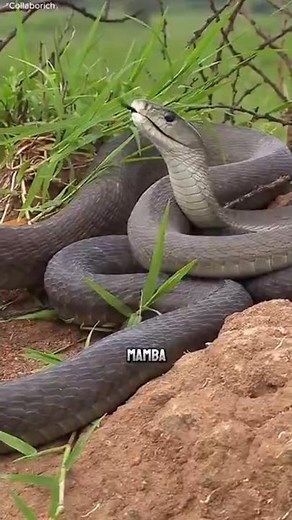 Black Mamba The Fastest Killer on Earth 🐍⚡ #natureismetal