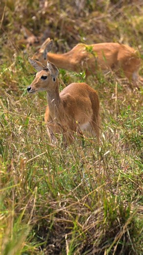 Mikumi National Park is home to large herds of plains game. Sometimes known as the 'Little Serengeti,' Mikumi's wide open plains allow for easy game viewing. These reedbuck were spotted grazing on the tall grass while we were out on a game drive. Reedbuck are usually found in small family units or pairs close to water sources. They are very territorial animals and will defend their territories against other reedbuck rams. Have you seen a reedbuck when visiting us in Mikumi National Park? @follow