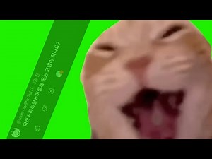 | 비웃는 고양이 밈 크로마키 공유 | laughing cat meme green screen |