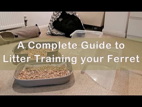 How to Toilet Train Ferrets! Toileting on command/Litters, boxes & placement/Positive reinforcement