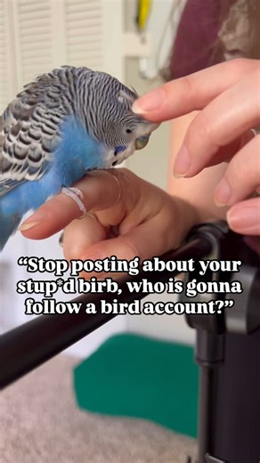 Blue on Instagram: "F🐦LL🐦W Blue! Posting our fav viral video again to celebrate 200th day of posting and show appreciation to you all Blue’s followers! I can’t believe I’ve been doing this for 200 days and Blue has been supported by 96.9k of you! On our first few weeks we had 16 followers and I was discouraged to continue becuase of some negative comments we received. But as of now I believe we finally found Blue’s people out there and your support helps me to post more! I really enjoy doing t