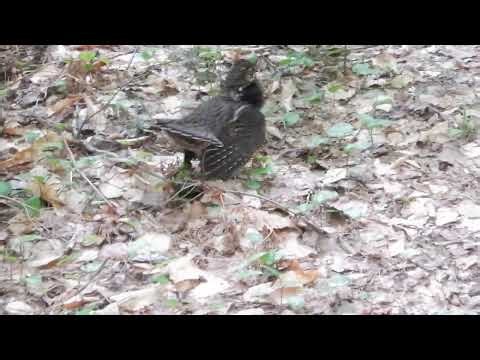 Spruce Grouse defending nest (Katahdin Woods and Waters)