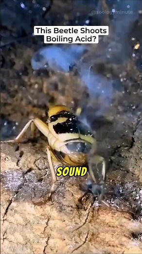 Acid Shooting Bombardier Beetle! 🐞💨