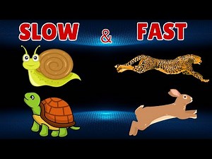 Slow & Fast, Concept of Slow and Fast , Fast and Slow concept for Kindergarten, Learning Opposites