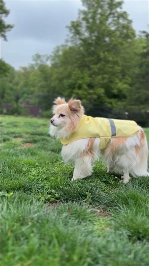 Cute Yellow Raincoat Morning For My Dogs