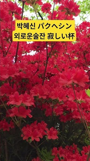 독보적인 음색❤️진한 감성 트로트 🍷🍸🎵🔥❤️😍♡#한일톱텐쇼​ #박혜신​ #パクヘシン​ #외로운술잔​ #寂しい杯​