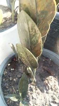 I grow variegated ZZ plants for sale.