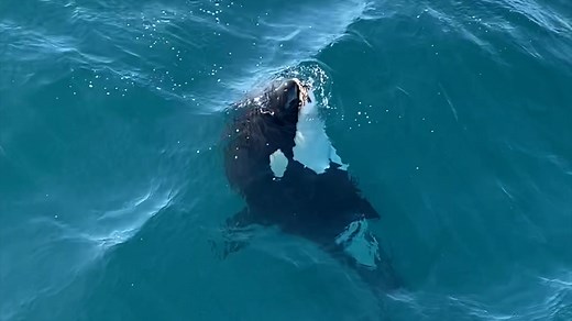 Here are some incredible moments from Wednesday’s encounter with 8 killer whales! The pod was celebrating a successful sea lion hunt by playing with the boat and using poor, unsuspecting birds (rhinoceros auklets) as target practice. Watch as they share tiny pieces of the sea lion carcass and pass the bird around with delicate precision. Our boat was in neutral during all of these clips. Killer whales are mostly indifferent towards the boat and it is rare to get close encounters like this. We ca