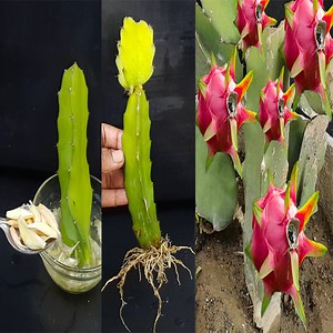 246K views · 8.1K reactions | How to Prepare Dragon Fruit Cuttings to Root Successfully | Rana Craft | Facebook