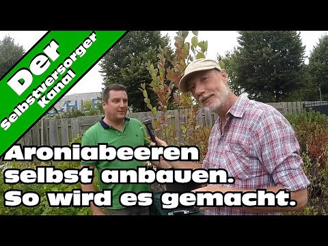 Aroniabeeren im Hobbygarten richtig anbauen. Tipps vom Fachmann.