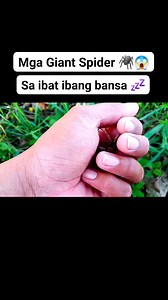 754K views · 10K reactions | Mga Giant Spider sa ibat ibang bansa ️ #kadagit #spider #gagamba #fbreels #spiderman #fb #Solid #pinoy #japan #millionviews @topfans | Ryan Kadagit | Facebook