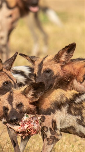 𝓢𝓲𝓵𝓿𝓲𝓪 𝓡𝓲𝓫𝓮𝓲𝓻𝓸 wildlife travel | Waiting for Zambia Carnivore week African wild dogs, also known as painted dogs or painted wolves, are the largest canids in Africa and... | Instagram
