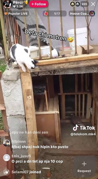 Perci Pllauma: Humorous Moments in Everyday Life