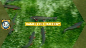 22K views · 125 reactions | One of our oldest fish hatcheries is celebrating 100 years of raising fish. Daniel Fish Hatchery celebrates its 100th anniversary on Aug. 18, from 10 a.m. -2 p.m. at the hatchery with public tours and a barbecue to mark the occasion. Can't make the event? Take a virtual tour of the hatchery with Bret Barngrover, Daniel Fish Hatchery superintendent as he shows what the hatchery is like a century after it first opened. | Wyoming Game and Fish Department | Facebook