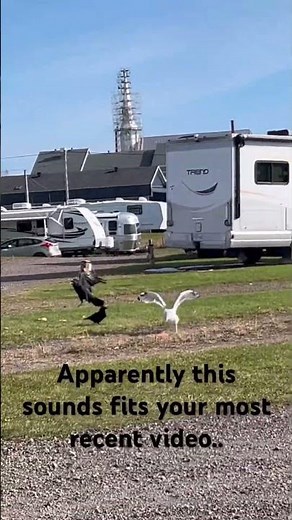 Two crows vs a seagull fighting for a popsicle