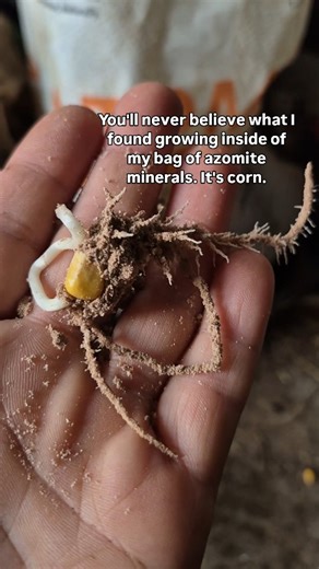 Look what we found growing in the bag of Azomite minerals! #lawrenceburgtn #gardengoodies #gardeningtips #regenerativeagriculture #azomite #buildingsoil #mineralsforsale #corn🌽 #homesteadinglife #homesteadersoftennessee #knowyourfarmer #growyourownfoods #sprouts #sprouted | Farmer Katy Eagle