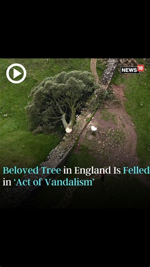 Teen arrested after UK Hadrian's Wall 'Robin Hood tree' cut down #viralvideo #trees #treecut #unitedkingdom #UK #robinhoodtree | News18 | Facebook